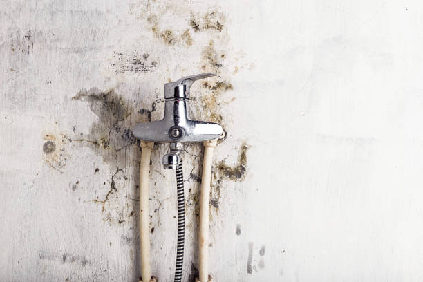 Best Best Mold Removal Companies  in Salisbury, MO