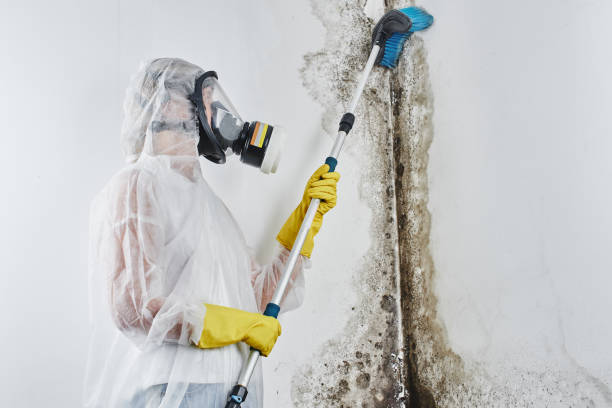 Best Toxic Mold Removal  in Salisbury, MO
