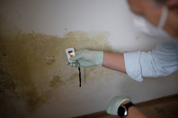 Best Commercial Mold Removal  in Salisbury, MO