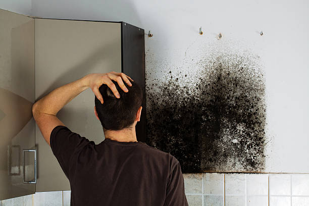 Best Local Mold Removal Service  in Salisbury, MO