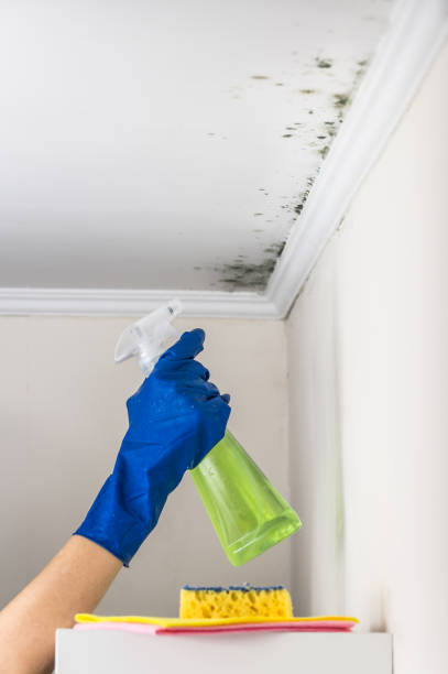 Reliable Salisbury, MO Mold Removal Solutions
